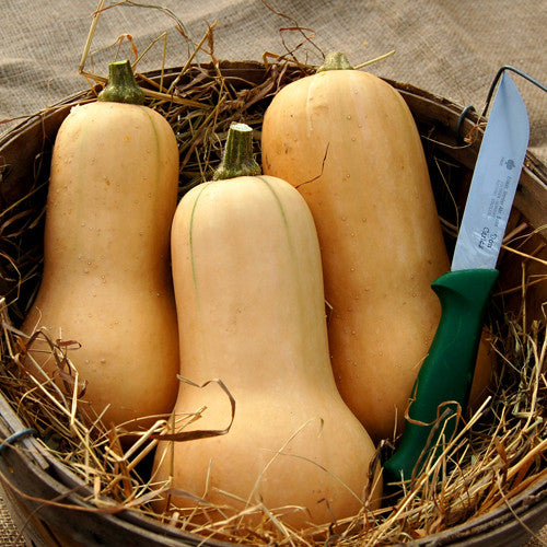 Organic Waltham Butternut Squash