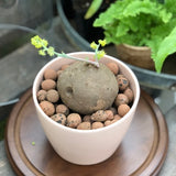 Stephania erecta - Live Plant