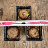 Stephania erecta - Live Plant