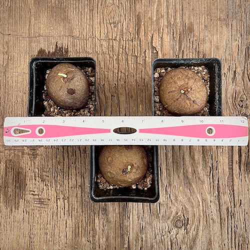 Stephania erecta - Live Plant