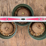 Stephania erecta - Live Plant