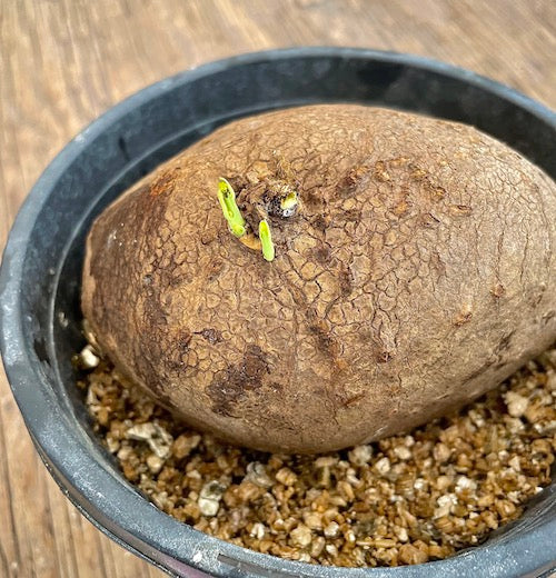 Stephania erecta - Live Plant