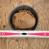 Stephania erecta - Live Plant