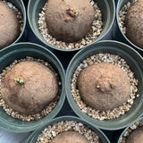 Stephania erecta - Live Plant