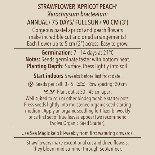 Strawflower, Apricot Peach Mix (Organically Grown Seeds)