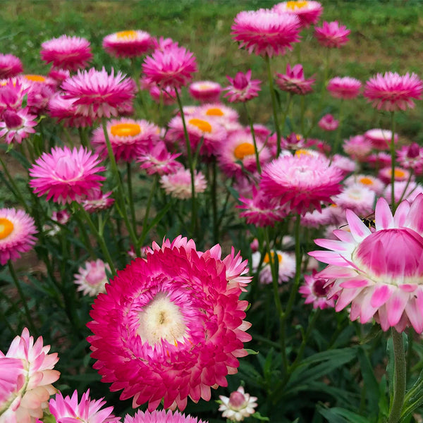 Strawflower, Silvery Rose (Organically Grown Seeds)