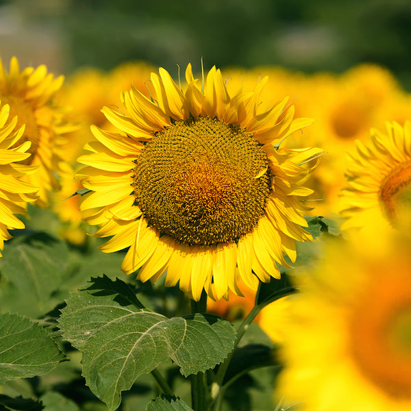 Sunflower, Dwarf (Organically Grown Seeds)