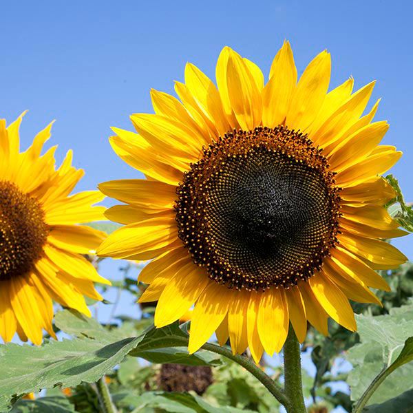 Sunflower, Hopi Black Dye (Certified Organic Seeds)
