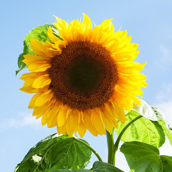 Sunflower, Mammoth (Certified Organic Seeds)