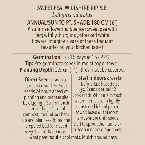 Sweet Pea, Wiltshire Ripple (Organically Grown Seeds)