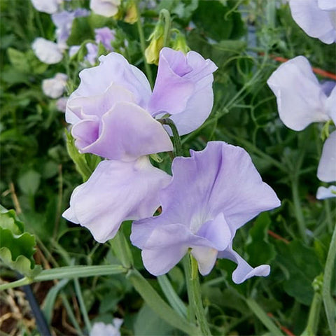 Sweet Pea, Blue Celeste (Organically Grown Seeds)
