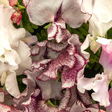 Sweet Pea, Wiltshire Ripple (Organically Grown Seeds)