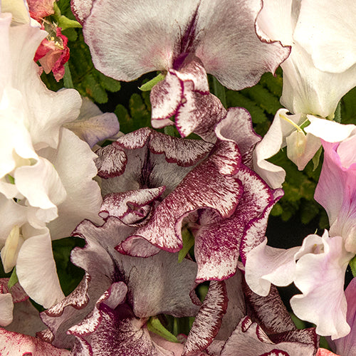 Sweet Pea, Wiltshire Ripple (Organically Grown Seeds)