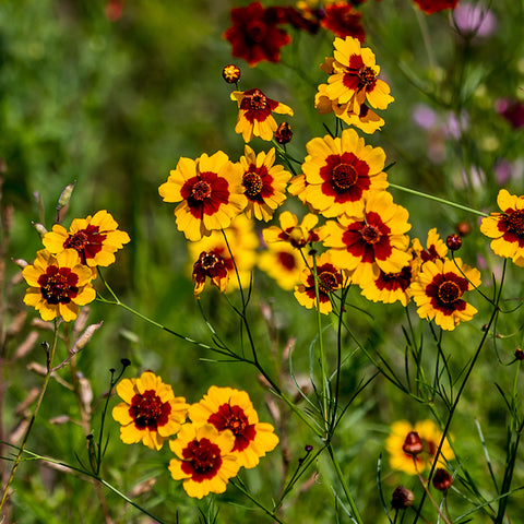 Coreopsis, Tall Plains (Organically Grown Seeds)