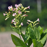 Tobacco, Shirazi (Organically Grown Seeds)
