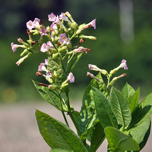 Tobacco, Shirazi (Organically Grown Seeds)