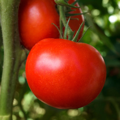 Tomato (Regular), Fireworks (Organically Grown Seeds)