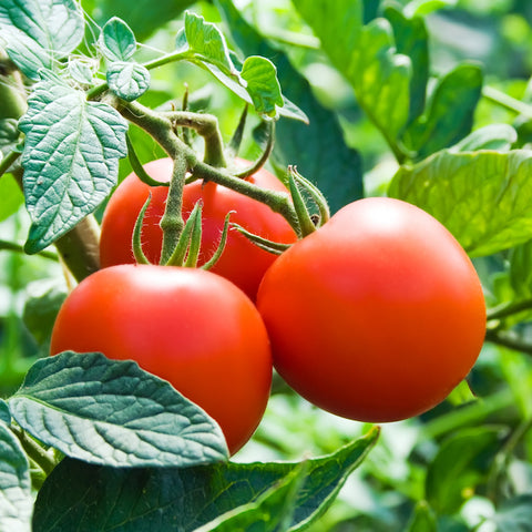 Tomato (Regular), Stupice (Organically Grown Seeds)