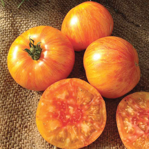 Tomato (Regular), Beauty King (Organically Grown Seeds)