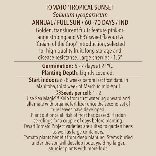 Tomato (Cherry), Cream of the Crop Tropical Sunset (Organically Grown Seeds)