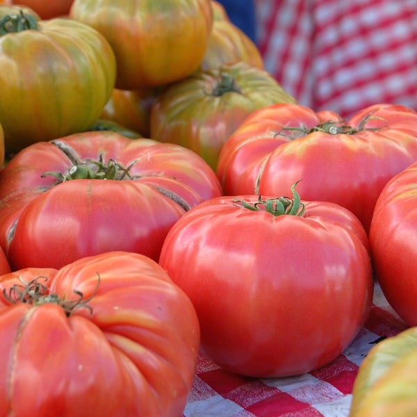 Organic Brandywine Beefstake Tomato