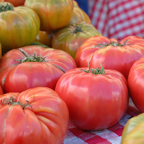Organic Brandywine Beefstake Tomato