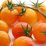 Tomato (Cherry), Cream of the Crop Tropical Sunset (Organically Grown Seeds)