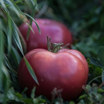 Seeds - Tomato (Dwarf), Arctic Rose Dwarf OG (F)