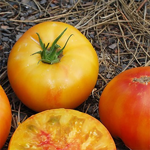 Tomato (Dwarf), Dwarf Wherokowhai (Organically Grown Seeds)