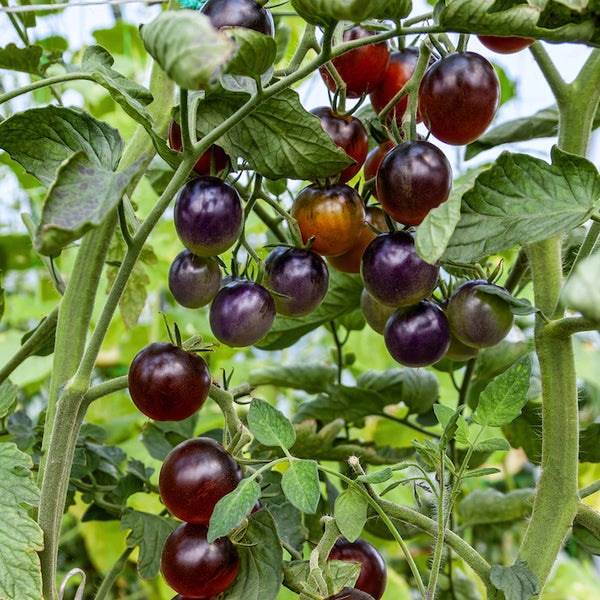 Tomato (Cherry), Indigo Blue Berries (Organically Grown Seeds)