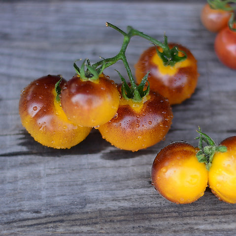 Seeds - Tomato (Cherry), Indigo Cream Berries OG (SGH)