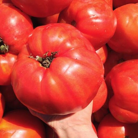 Seeds - Tomato (Regular), Italian Heirloom OG (F)