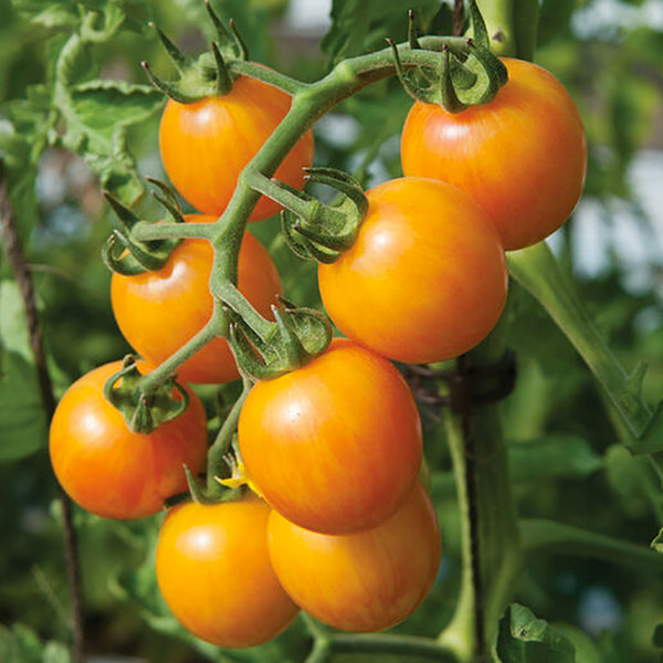 Tomato (Cherry), Sunrise Bumble Bee (Organically Grown Seeds)