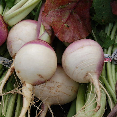 Organic Purple Top White Globe Turnip