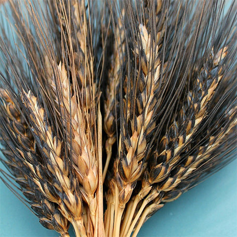 Wheat, Black Eagle (Organically Grown Seeds)