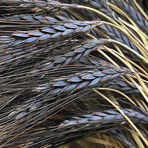 Wheat, Utrecht Blue Spring (Organically Grown Seeds)