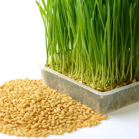 Wheatgrass (Organically Grown Seeds)
