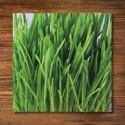 Wheatberries (Wheatgrass) - Certified Organic