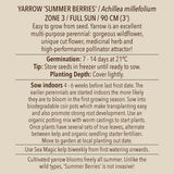 Yarrow, Summer Berries (Organically Grown Seeds)