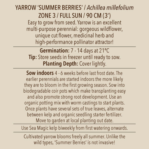 Yarrow, Summer Berries (Organically Grown Seeds)