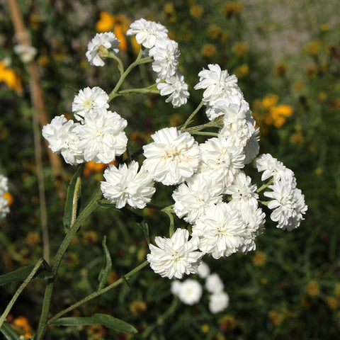 Yarrow, Pearl Double Diamond (Organically Grown Seeds)