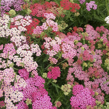 Yarrow, Summer Berries (Organically Grown Seeds)