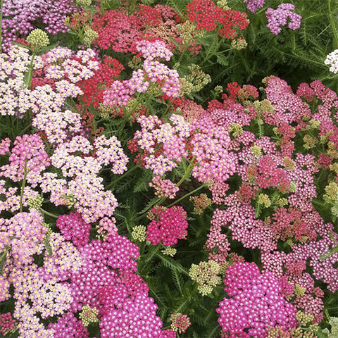 Yarrow, Summer Berries (Organically Grown Seeds)