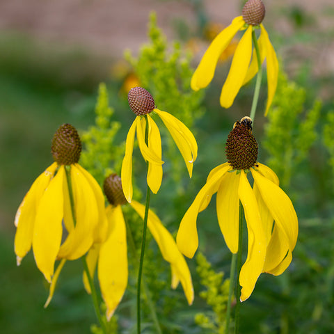 Coneflower, Yellow (Organically Grown Seeds)