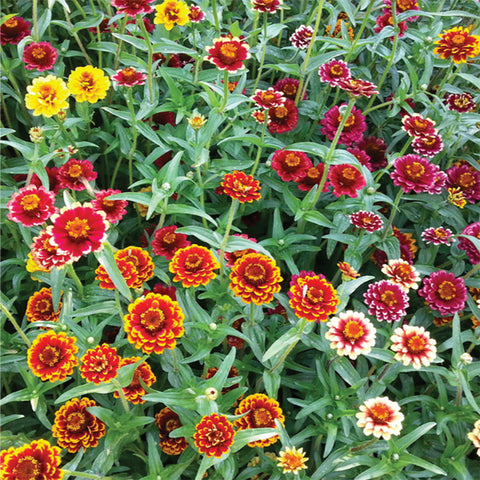 Zinnia, Aztec Sunset Mix (Organically Grown Seeds)