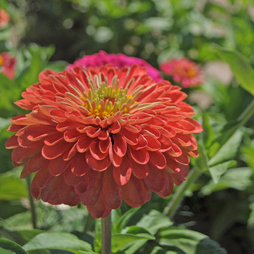 Organic Benary Coral Giant Zinnia