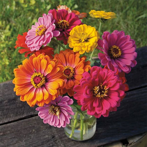 County Fair zinnia at Sage Garden Greenhouses