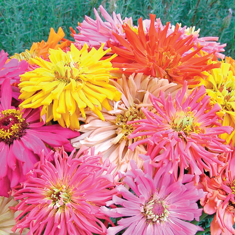 Zinnia, Giant Cactus Mix (Organically Grown Seeds)