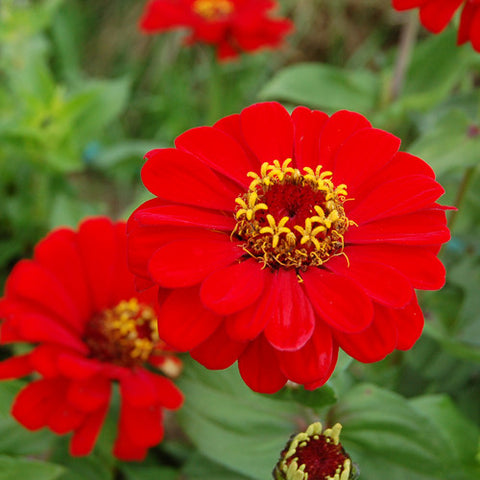 Zinnia, Red Scarlet (Certified Organic Seeds)
