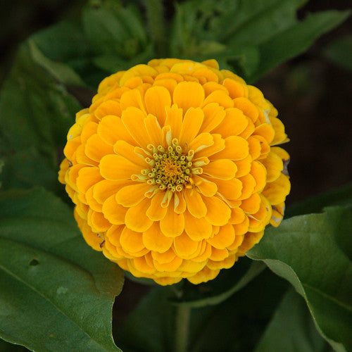 Organic Golden Yellow Zinnia